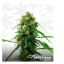 Buy Marijuana Seeds In British Columbia, Canada